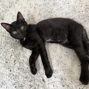 Mateo