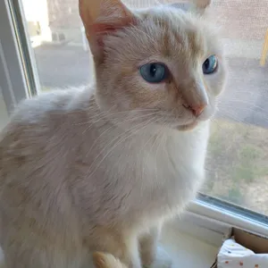 Shiva / Miss Kitty Griffin