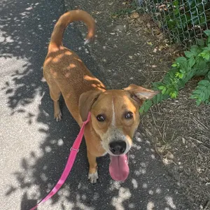 Marmalade