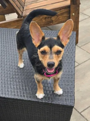 Coco