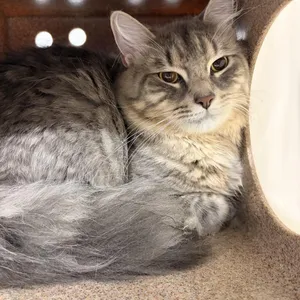 Smokie