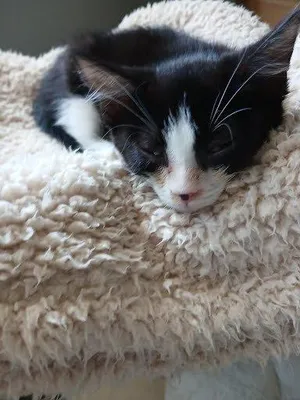 Neo