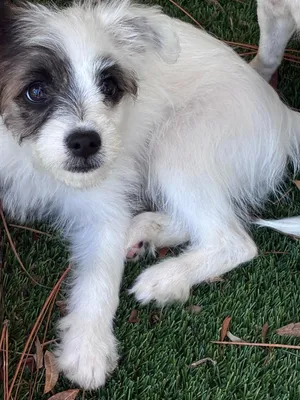 Zola