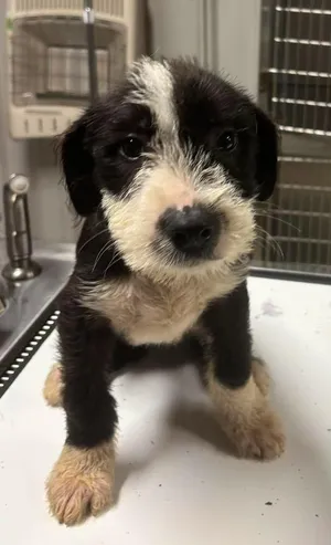 Flint