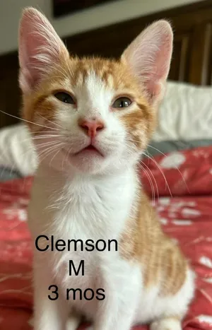 Clemson