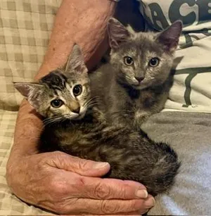Lovey & Cuddles (Call or text Philippa for more info 404-388-4833)