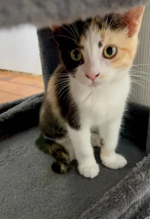Widget