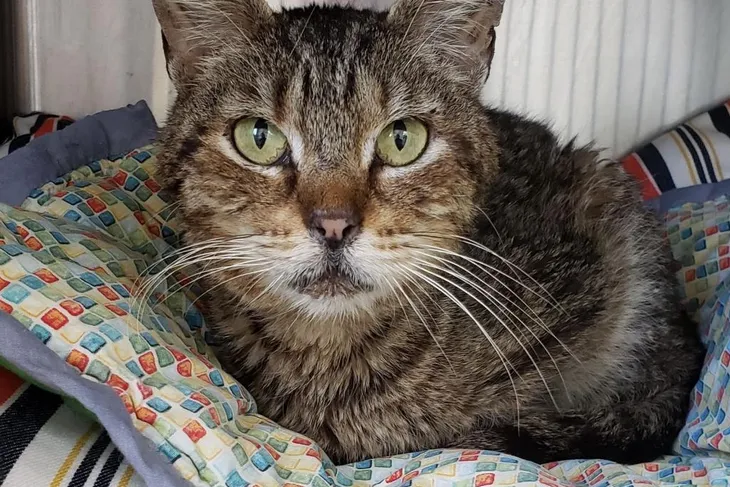 Good Shepherd Humane Society