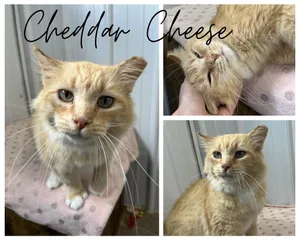 Cheddar Cheese