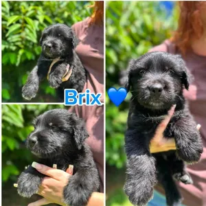 Brix