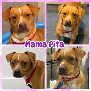 Mama Pita