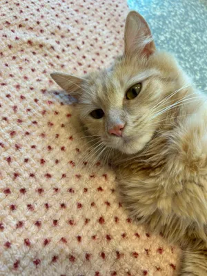 Nylah