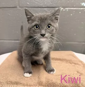 Kiwi