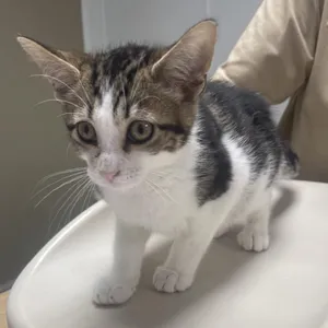Elvis