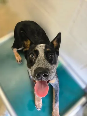 Max