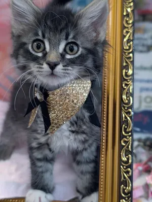 Purrlor Swift