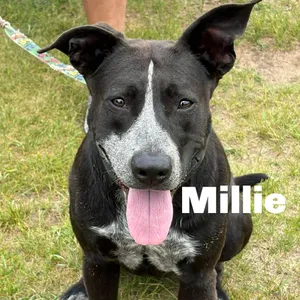 Millie 251075