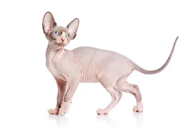 Sphynx