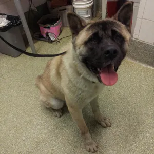 IVHS-Stray-140464