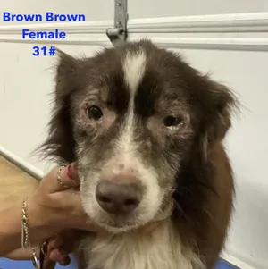 Brown Brown Smith
