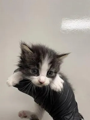 SENORITA - ADOPTION PENDING