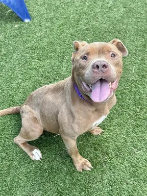 GIGI