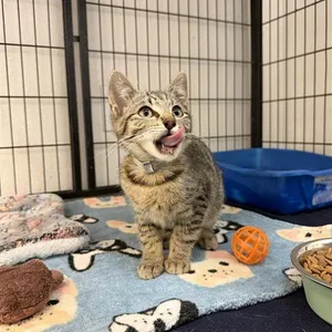 Biscuit