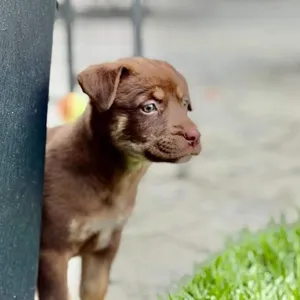 Penny