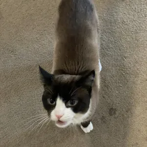 Bartholomew