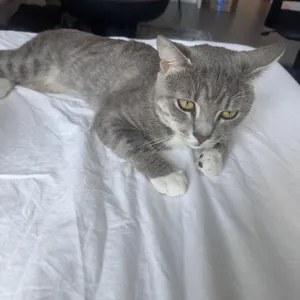 Leoni