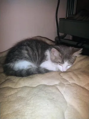Gizmo Thursday