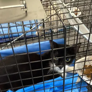 Oreo