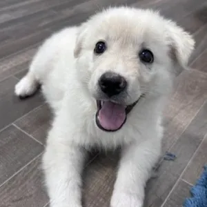 Snowball