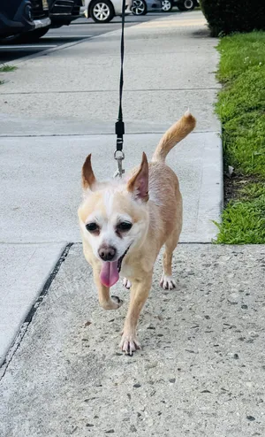 Meet SPIKE - Sweet adult male chihuahua - COURTESY POSTING