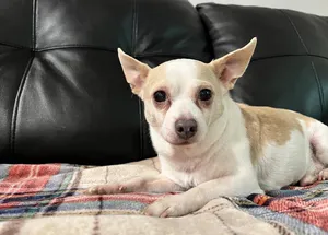 Roscoe