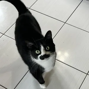 Mimi