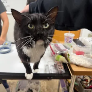 Oreo
