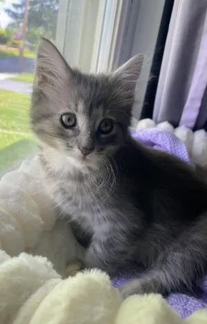 Chai Kitten