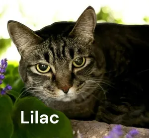 Lilac