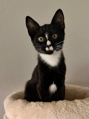 Gracie (3042)