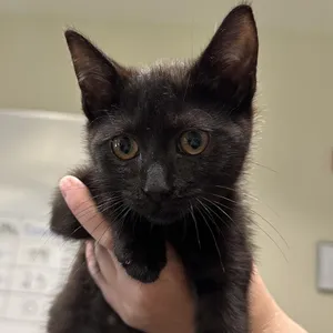 Binx
