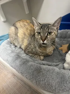 Louisa