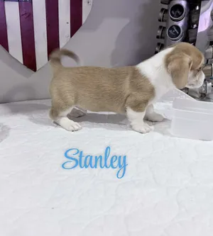 Stanley