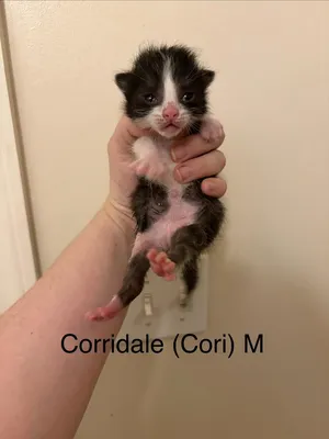 Corridale