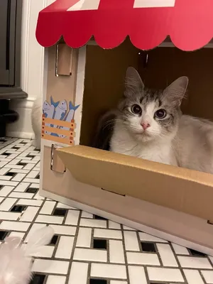 Mama ( Pretty Kitty)