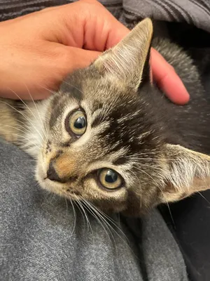 Merlin