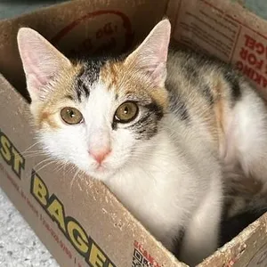 Reba - Pretty Little Calico