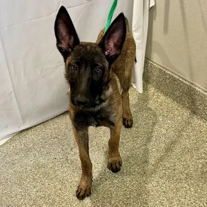 IVHS-Stray-140491