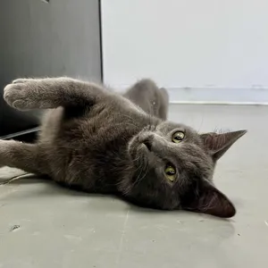 Pip