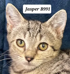 Jasper